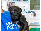 Amaya Terrier (Unknown Type, Medium) Puppy Female