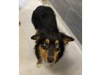 Brooks Australian Shepherd Adult Male
