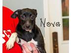 Nova Terrier (Unknown Type, Medium) Puppy Female