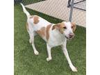 Elvis Hound (Unknown Type) Adult Male