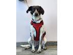 Nala Hound (Unknown Type) Adult Female