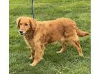 Hanna Banana Golden Retriever Adult Female