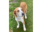 Lillian Hound (Unknown Type) Young Female