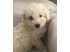 Pilot Bichon Frise Puppy Male
