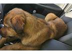 Paddy Anatolian Shepherd Puppy Male