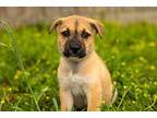 Regal New Caney Labrador Retriever Puppy Male