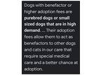 HATTIE the Benefactor Dog Airedale Terrier Adult Female