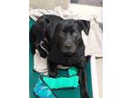 Shrek Labrador Retriever Adult Male