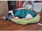 Biscuit Shih Tzu Senior Female