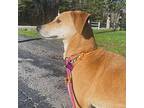 Cassie Sue Carolina Dog Adult Female