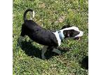 Marlin American Pit Bull Terrier Puppy Male