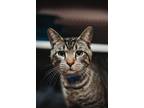 72624a Sparky-Pounce Cat Cafe Domestic Shorthair Adult Male