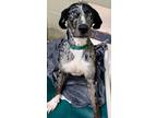 Elmer Fudd Bluetick Coonhound Adult Male