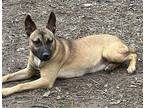 Sunflower German Shepherd Dog Adult Female