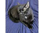 Midnight Domestic Shorthair Senior Female