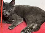 Anastasia “Ani” Russian Blue Kitten Female