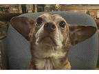 BATMAN Chihuahua Adult Male