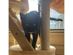 Mama Kitty Domestic Shorthair Young Female
