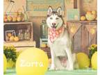 Zorra Husky Adult Female