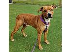 Max Black Mouth Cur Young Male