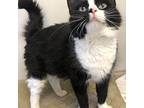Italia Domestic Longhair Senior Female