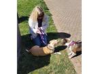 Birdie Labrador Retriever Adult Female