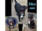 Dice Labrador Retriever Adult Male