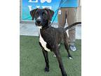 Remy Hound (Unknown Type) Young Male