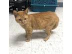 Willy Domestic Shorthair Senior Male