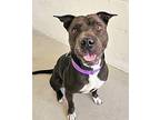 Daisy Belle Shar Pei Adult Female