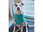 Sasha (Willow) Mixed Breed (Medium) Puppy Female
