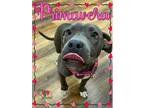 Primavera American Pit Bull Terrier Puppy Female