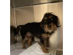 Bugle Dachshund Adult Male