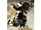 Layla Domestic Mediumhair Kitten Female