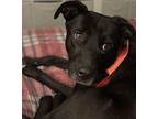 Lexie Labrador Retriever Young Female