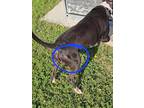 Brock American Pit Bull Terrier Young Male