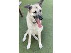 Glinda German Shepherd Dog Adult Female