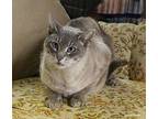 Rohan Siamese Adult Male