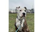 Karlden American Bulldog Adult Male