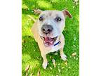 Gigi Shar Pei Senior Female
