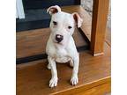 Blue Dogo Argentino Puppy Male