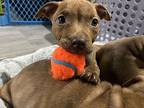 Joey Mixed Breed (Medium) Puppy Male