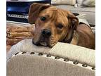 Bubba Shar Pei Young Male