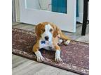 Pippin Hound (Unknown Type) Puppy Male