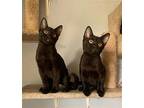 Stitch Bombay Kitten Female