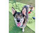 Honey German Shepherd Dog Adult Female