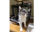 George Domestic Shorthair Kitten Female