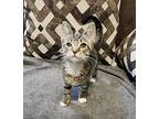 Frisky Domestic Shorthair Kitten Female