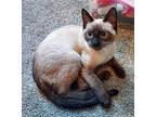 Romeo Siamese Kitten Male