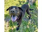 Dean Labrador Retriever Adult Male